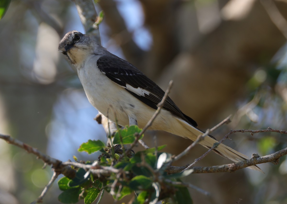 Northern Mockingbird - ML633963761