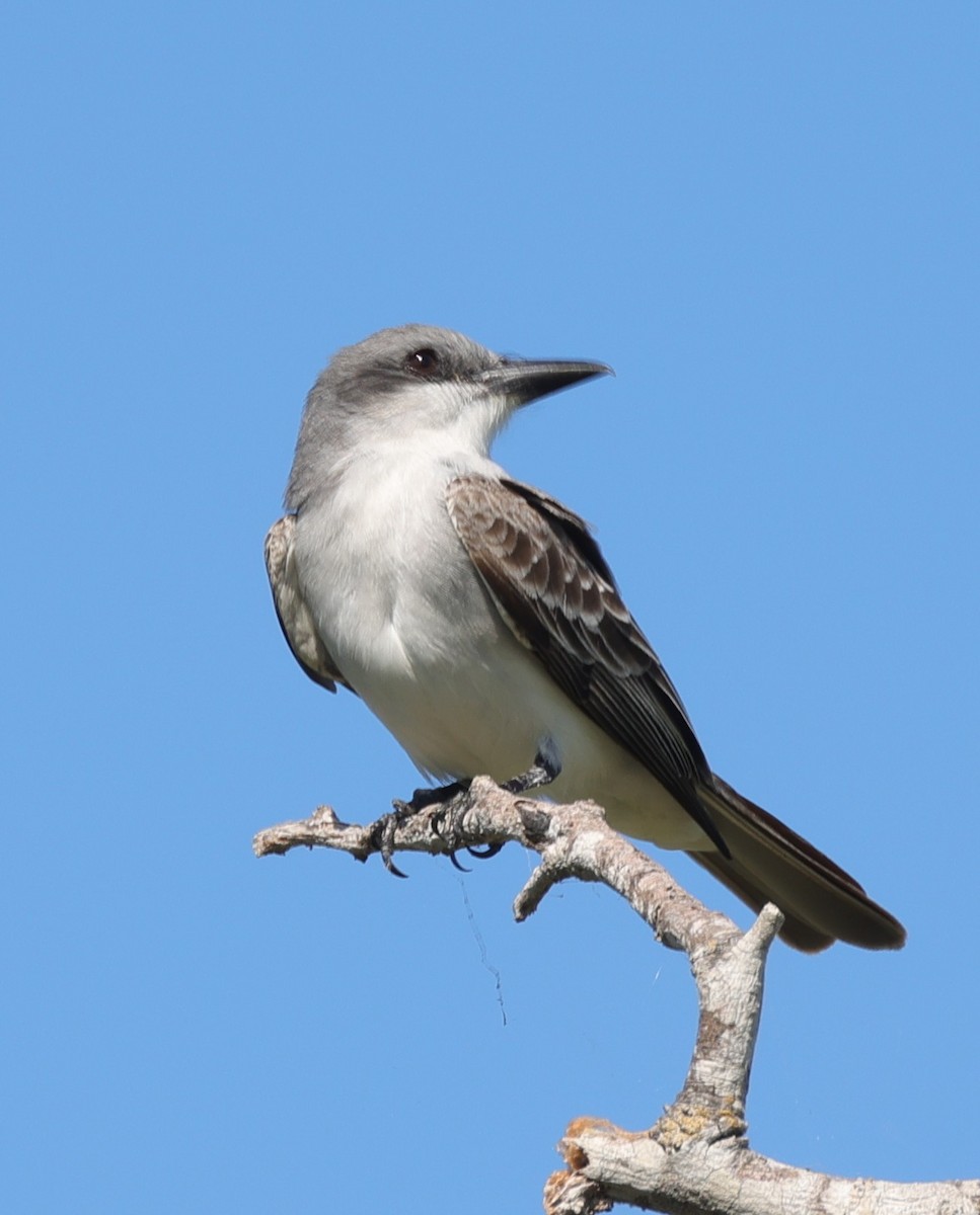 Gray Kingbird - ML633963768