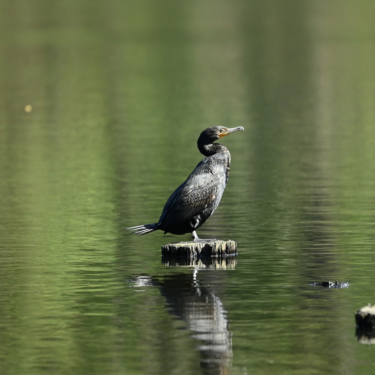 Double-crested Cormorant - ML633963781