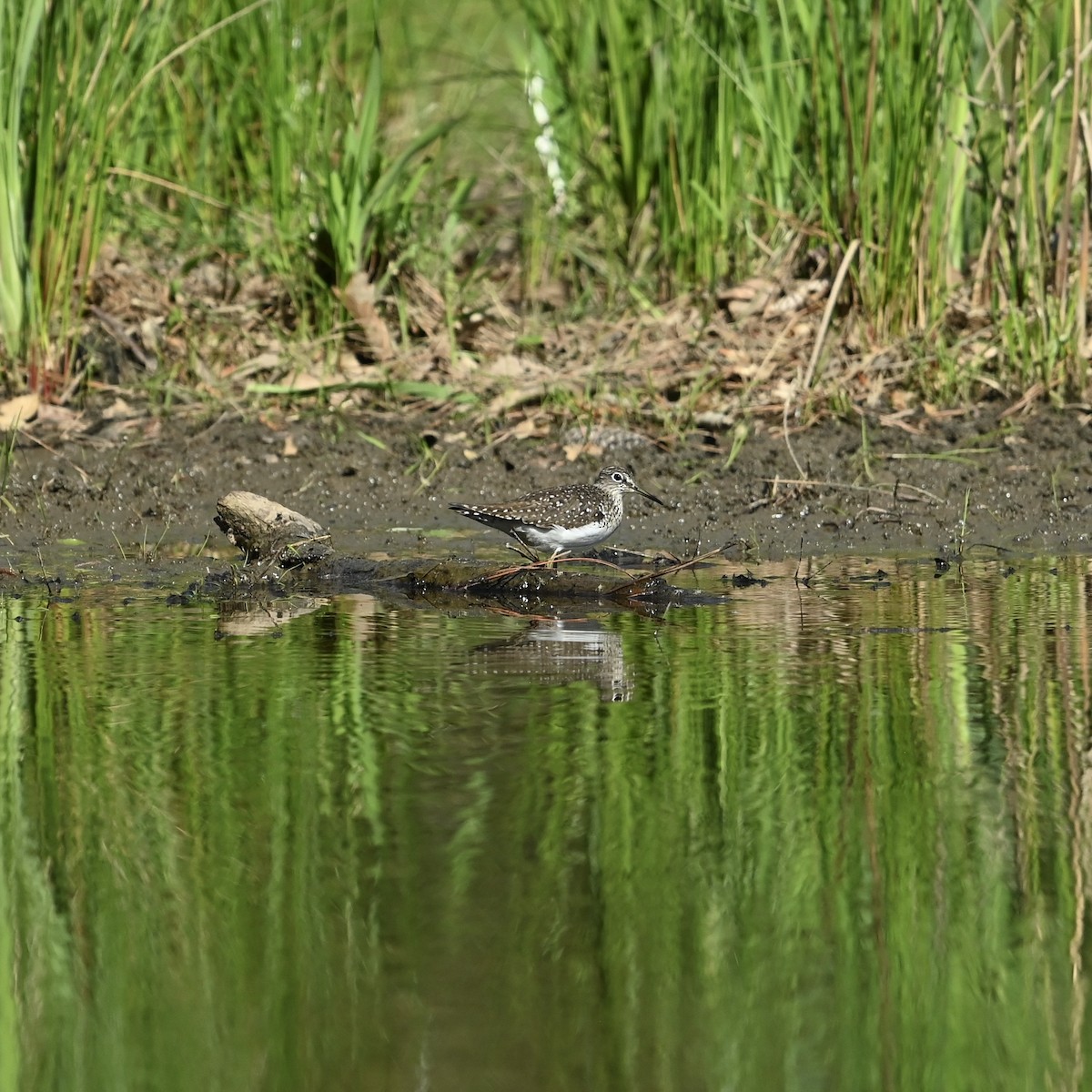 Solitary Sandpiper - ML633963801
