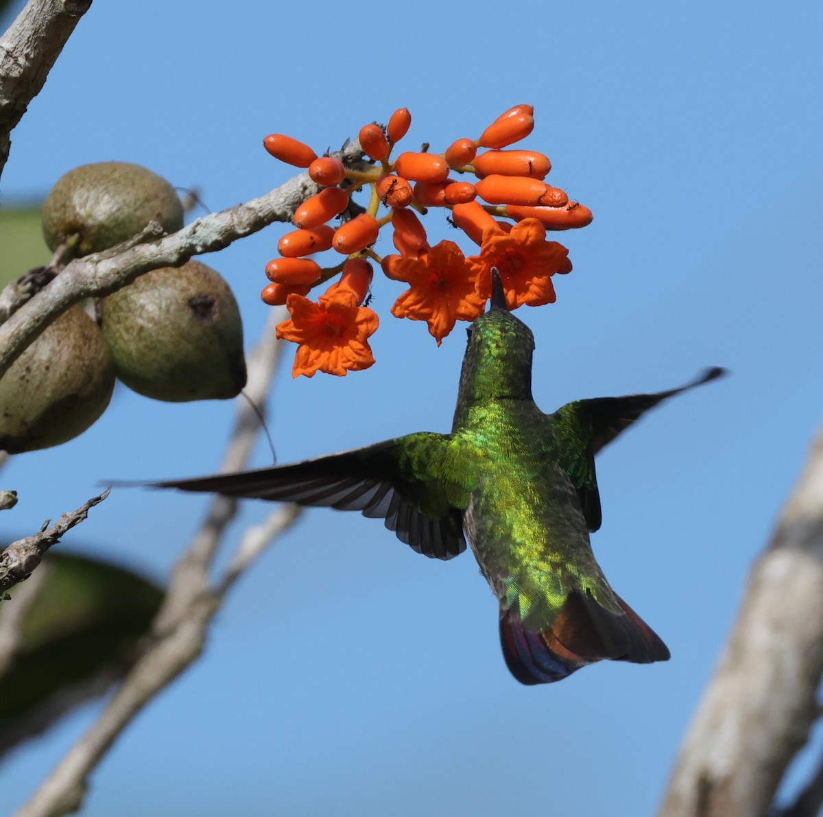 Puerto Rican Mango - ML633963812