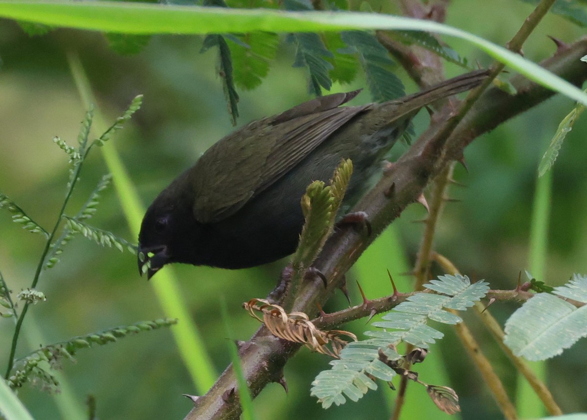 Black-faced Grassquit - ML633963846