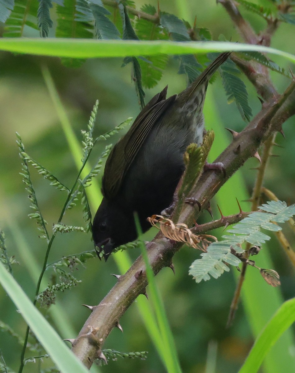 Black-faced Grassquit - ML633963847