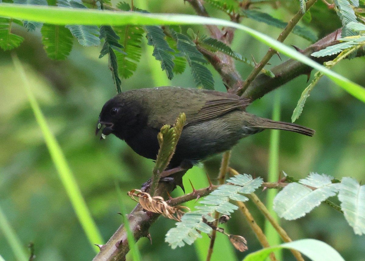 Black-faced Grassquit - ML633963848