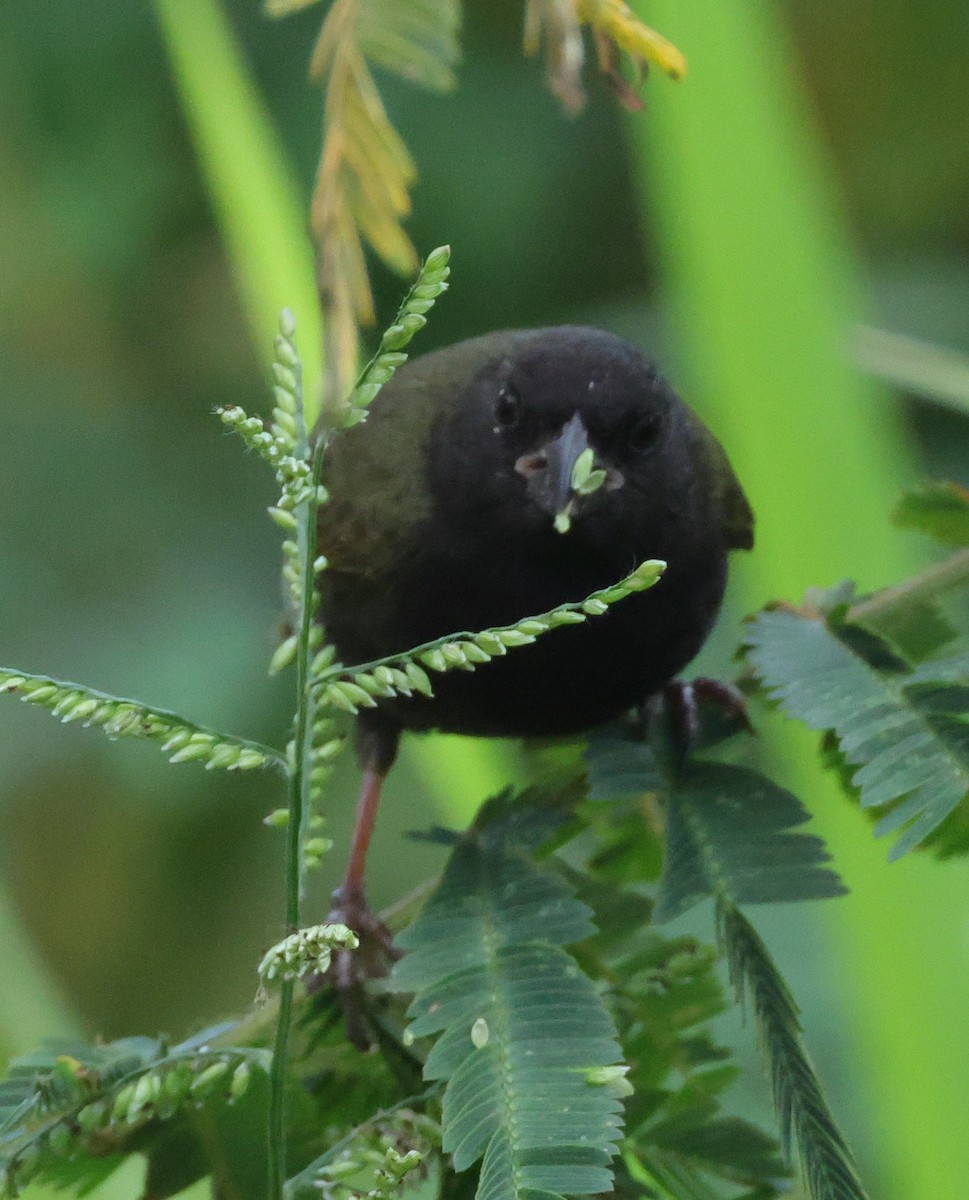 Black-faced Grassquit - ML633963849