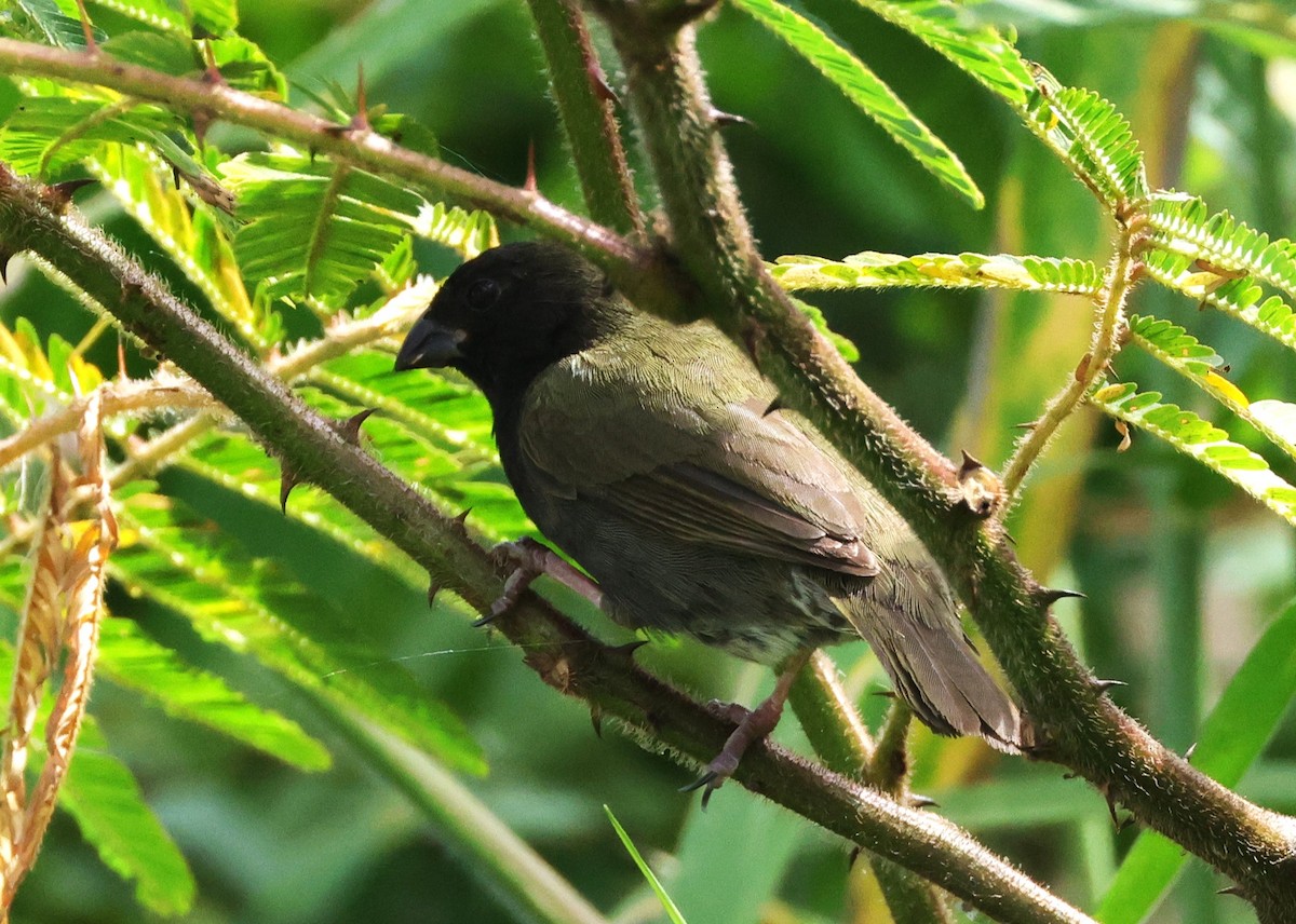 Black-faced Grassquit - ML633963851