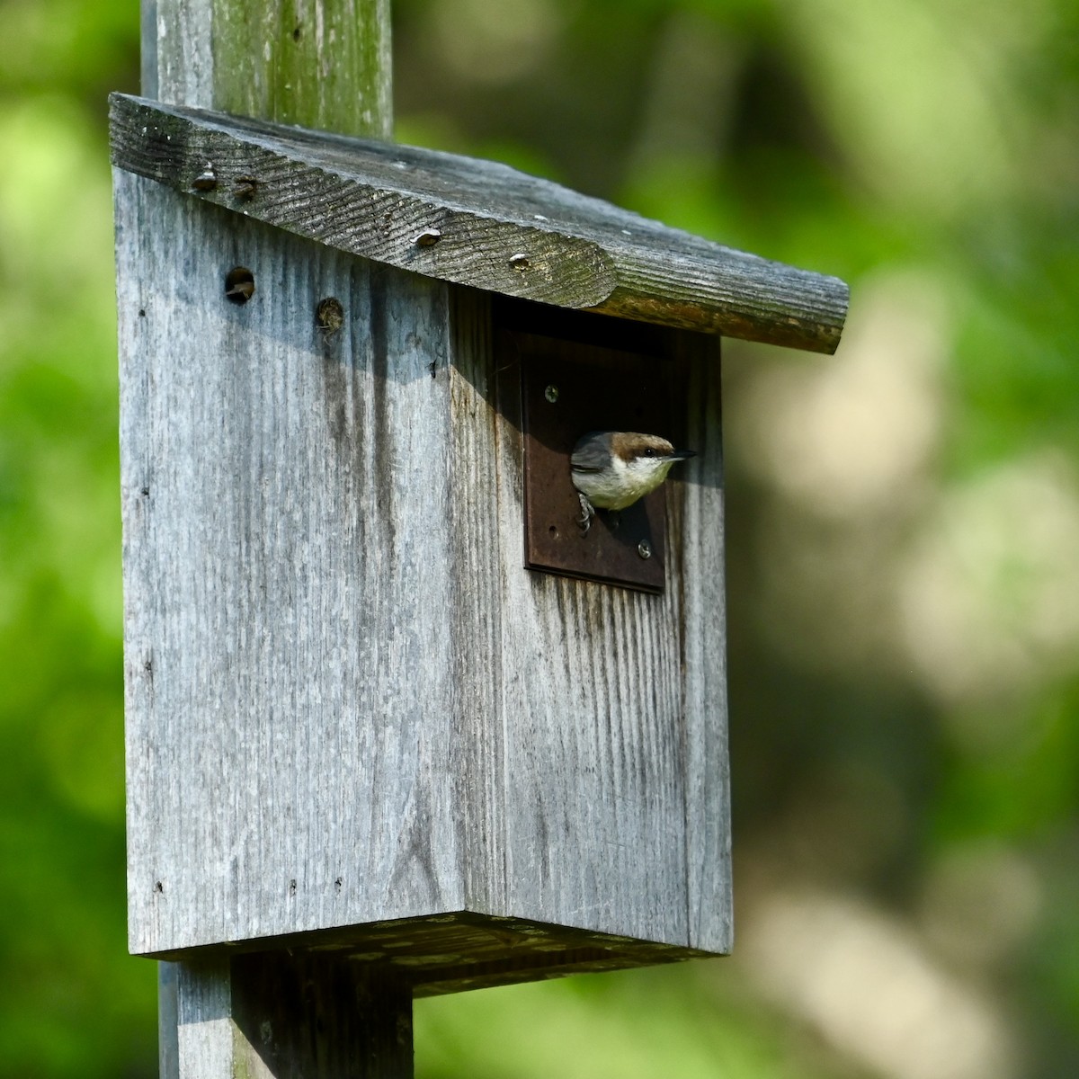 Brown-headed Nuthatch - ML633963852