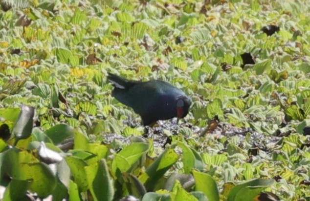 Purple Gallinule - ML633963891
