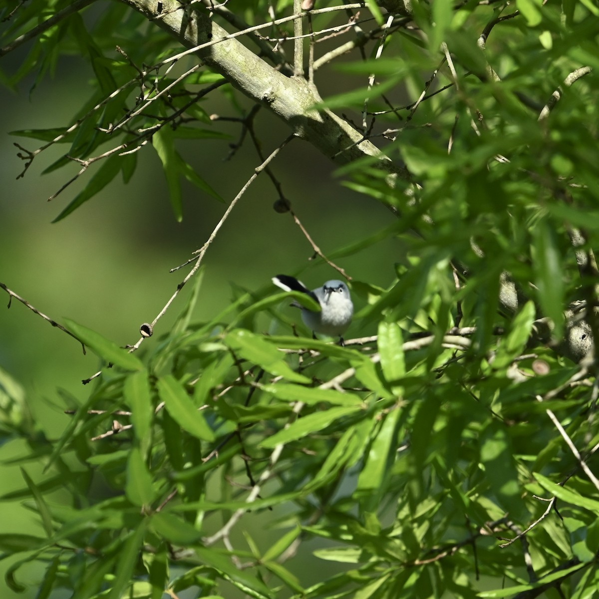 Blue-gray Gnatcatcher - ML633963897