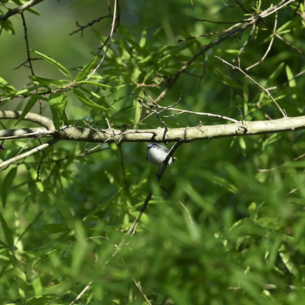 Blue-gray Gnatcatcher - ML633963914