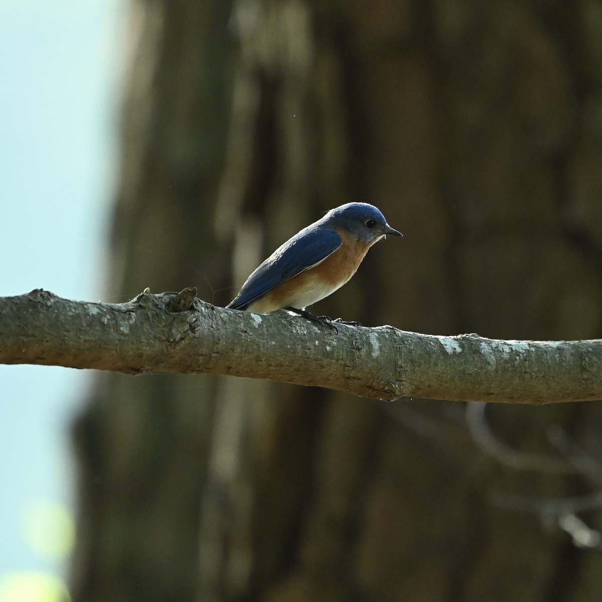 Eastern Bluebird - ML633963934