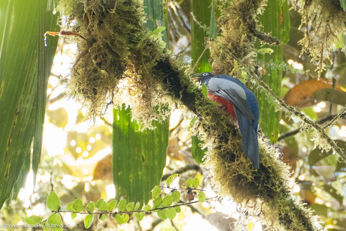 Blue-tailed Trogon - ML633963947