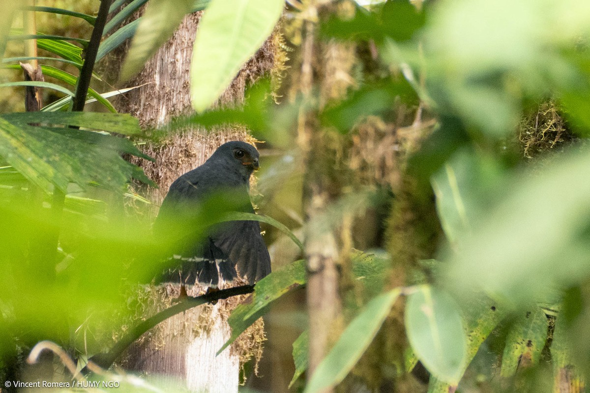 Plumbeous Forest-Falcon - ML633963971
