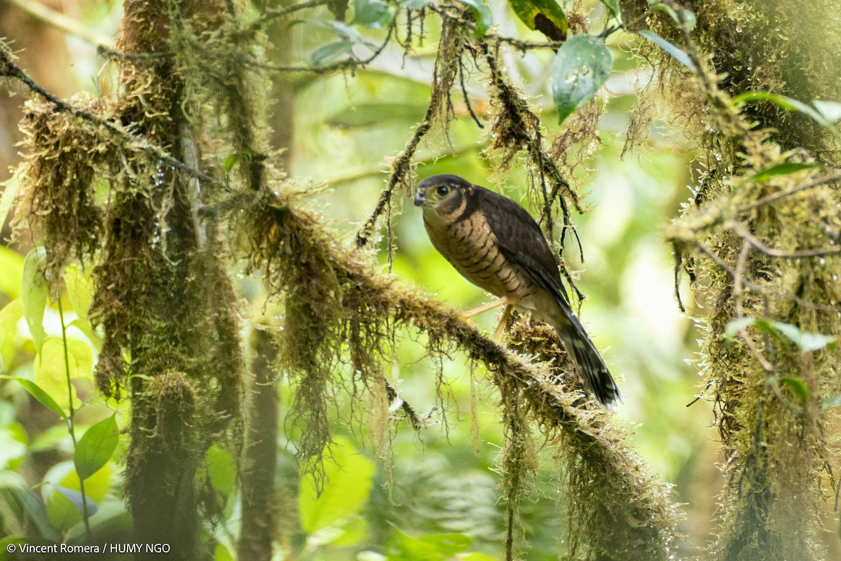 Collared Forest-Falcon - ML633963973