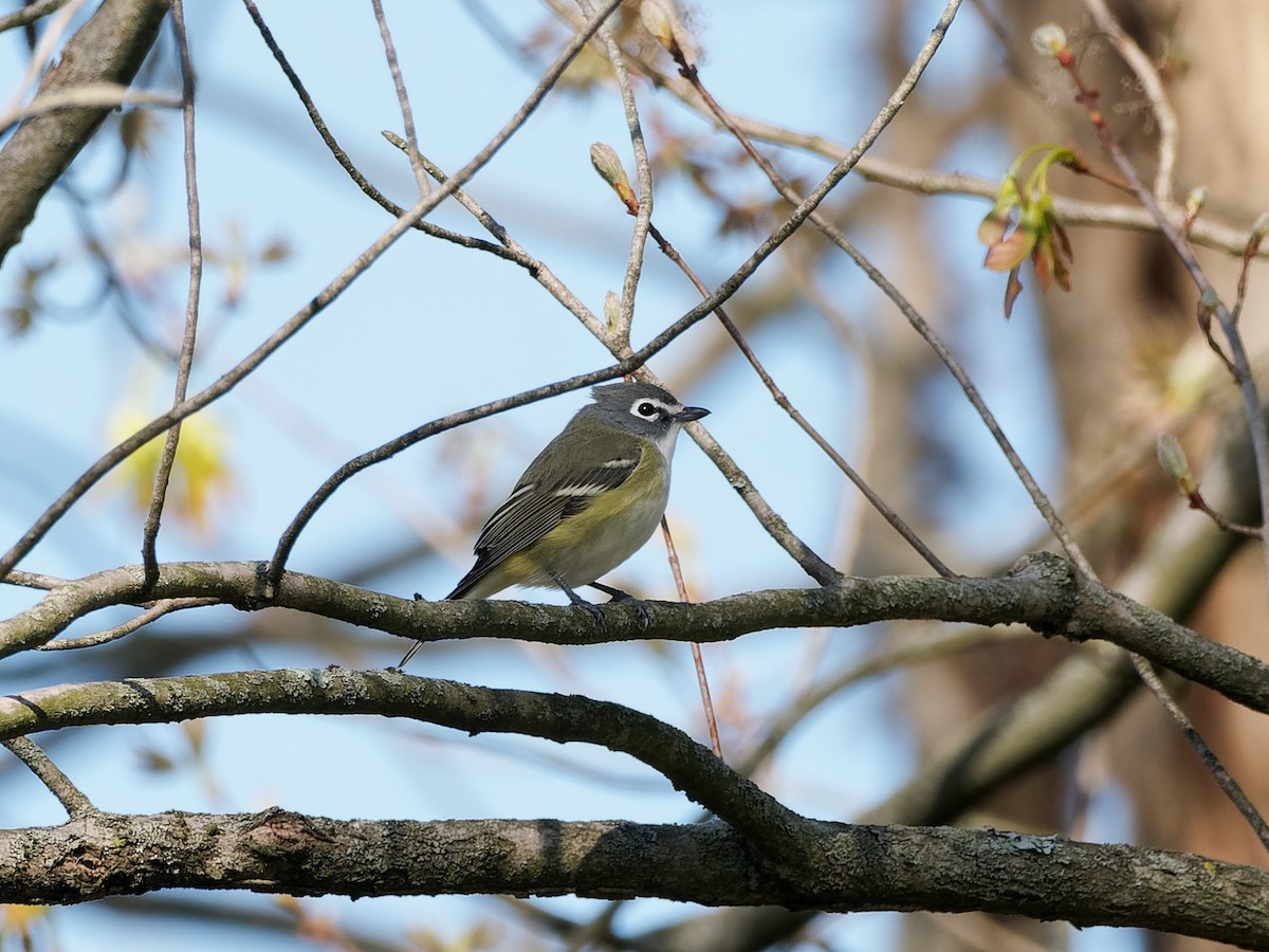 Blue-headed Vireo - ML633963980