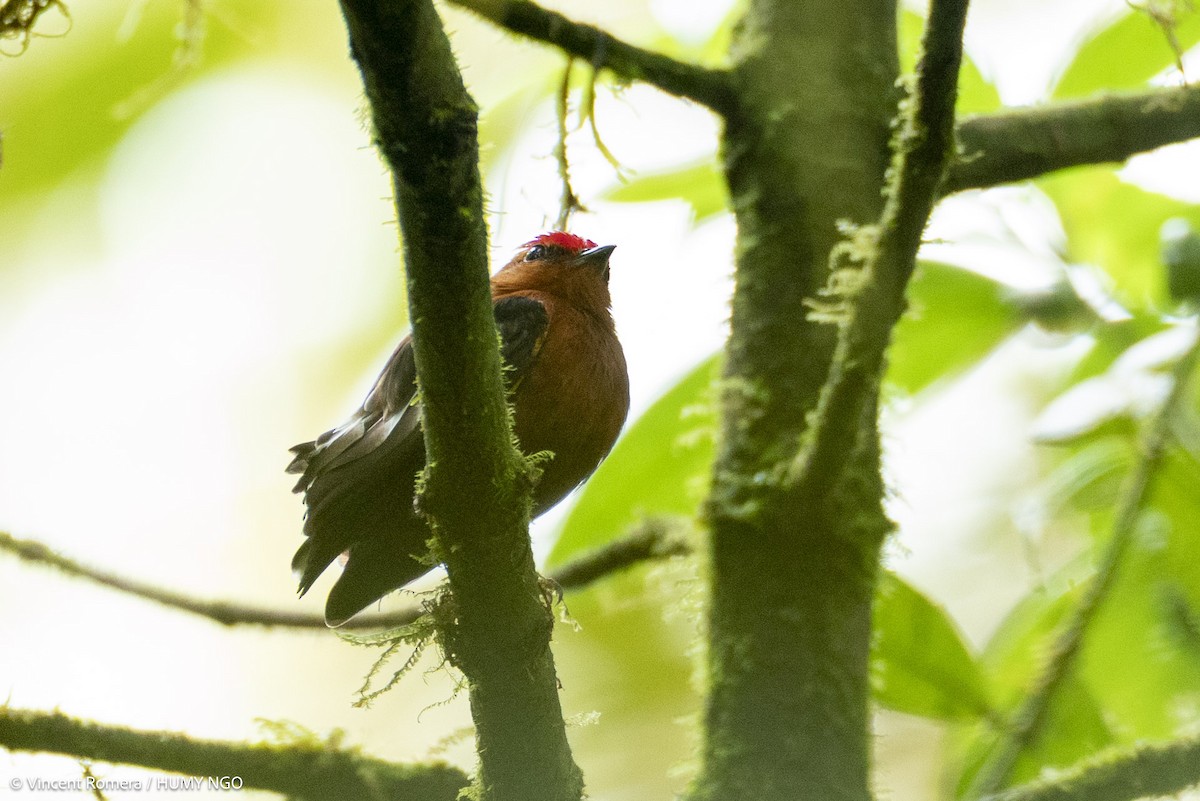 Club-winged Manakin - ML633964002