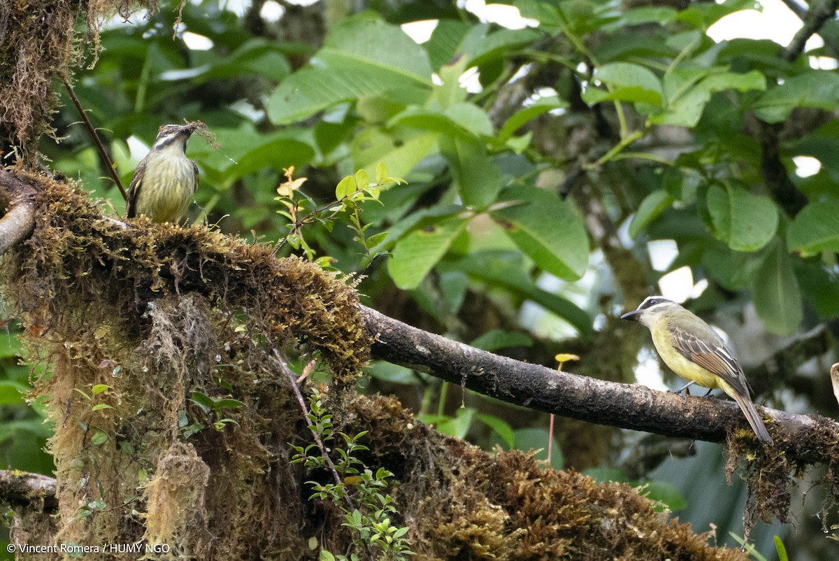Piratic Flycatcher - ML633964009