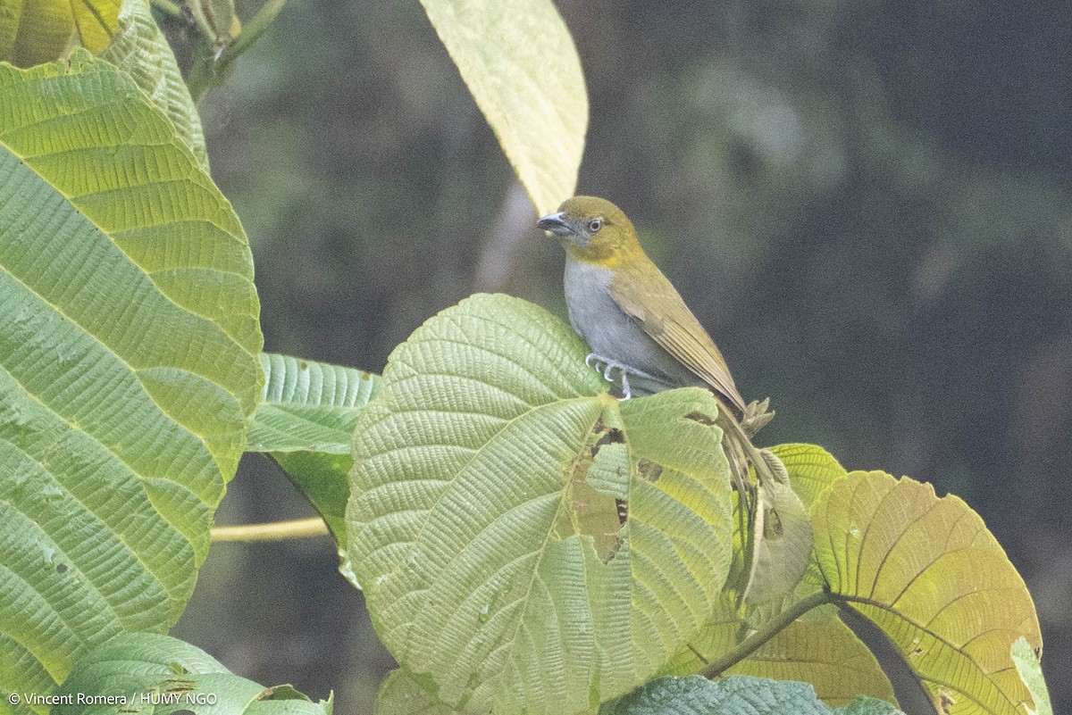 Yellow-throated Chlorospingus - ML633964014