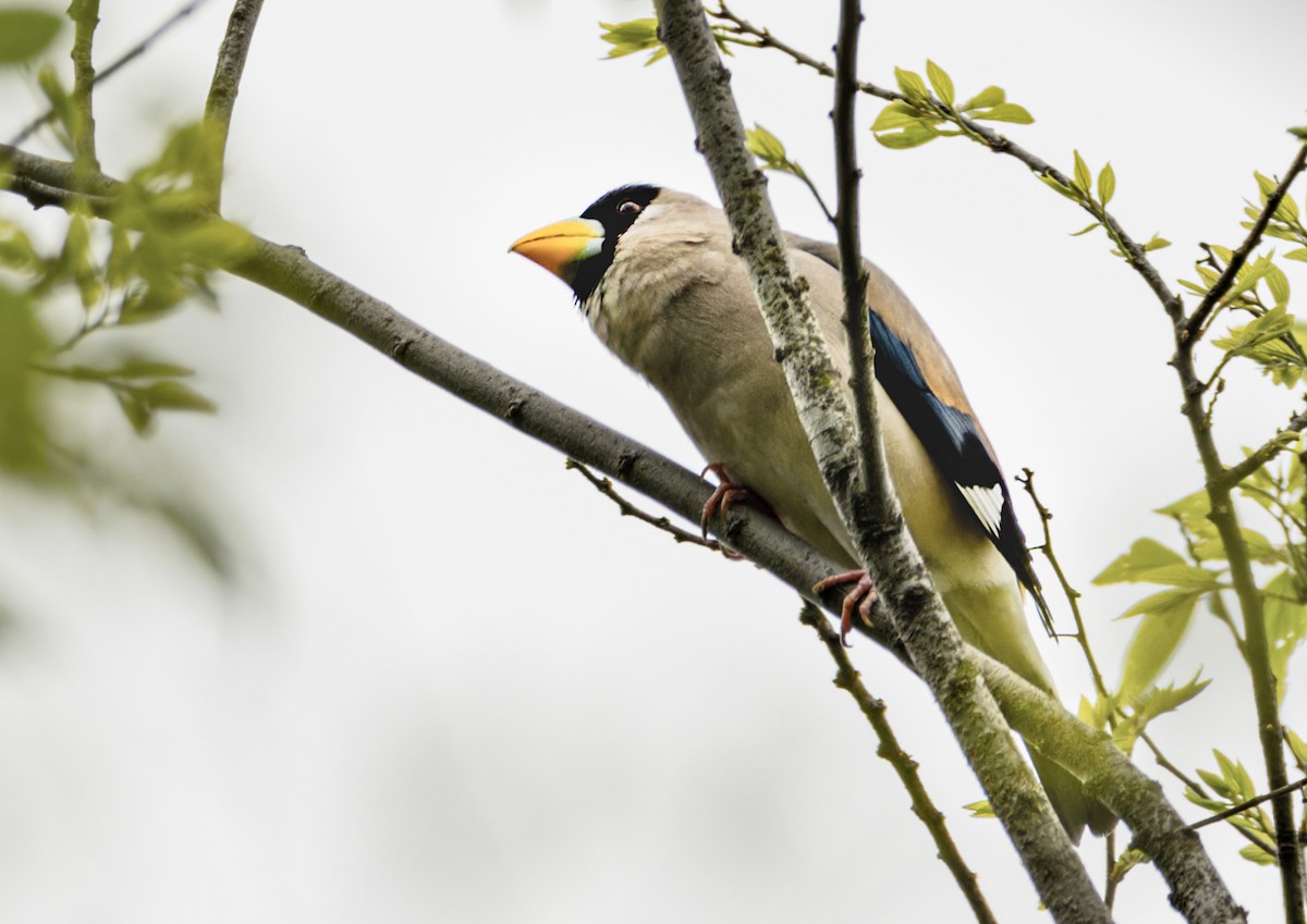 gråkjernebiter - ML633964064