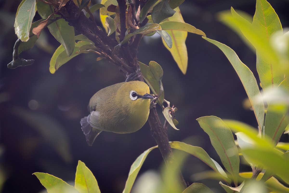 Green White-eye - ML633964233
