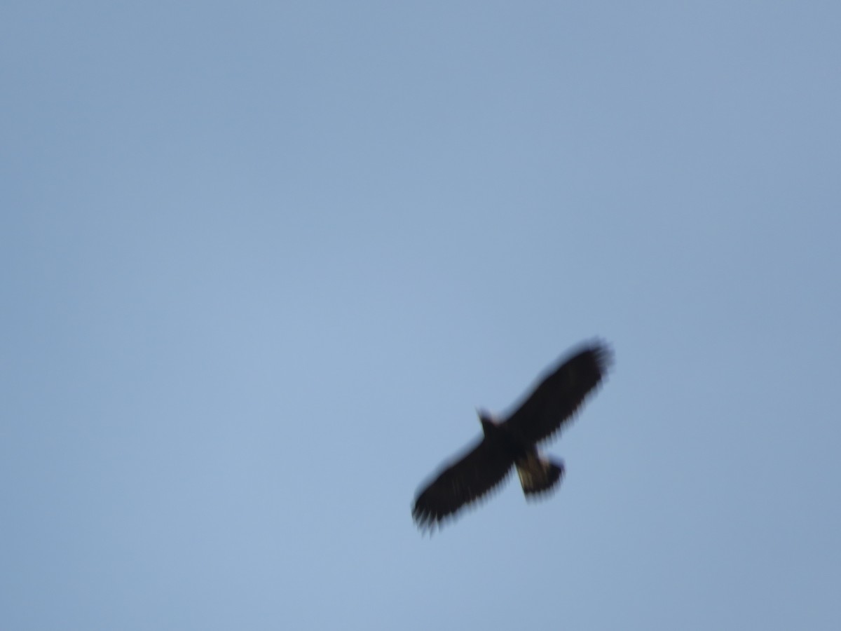 Golden Eagle - ML633964566