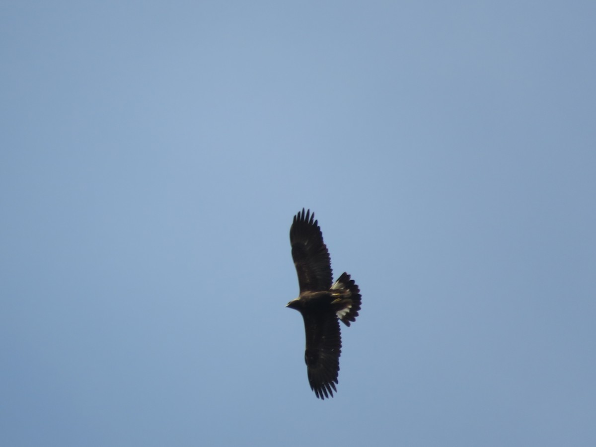 Golden Eagle - ML633964567