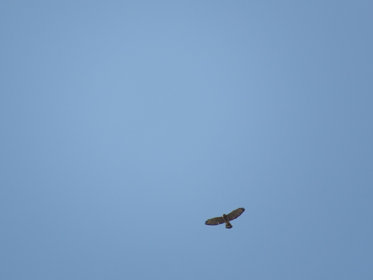 Broad-winged Hawk - ML633964574