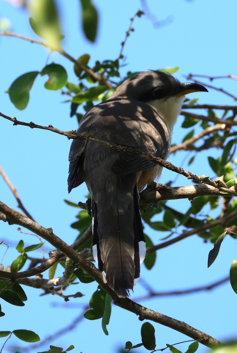 Mangrove Cuckoo - ML633964656