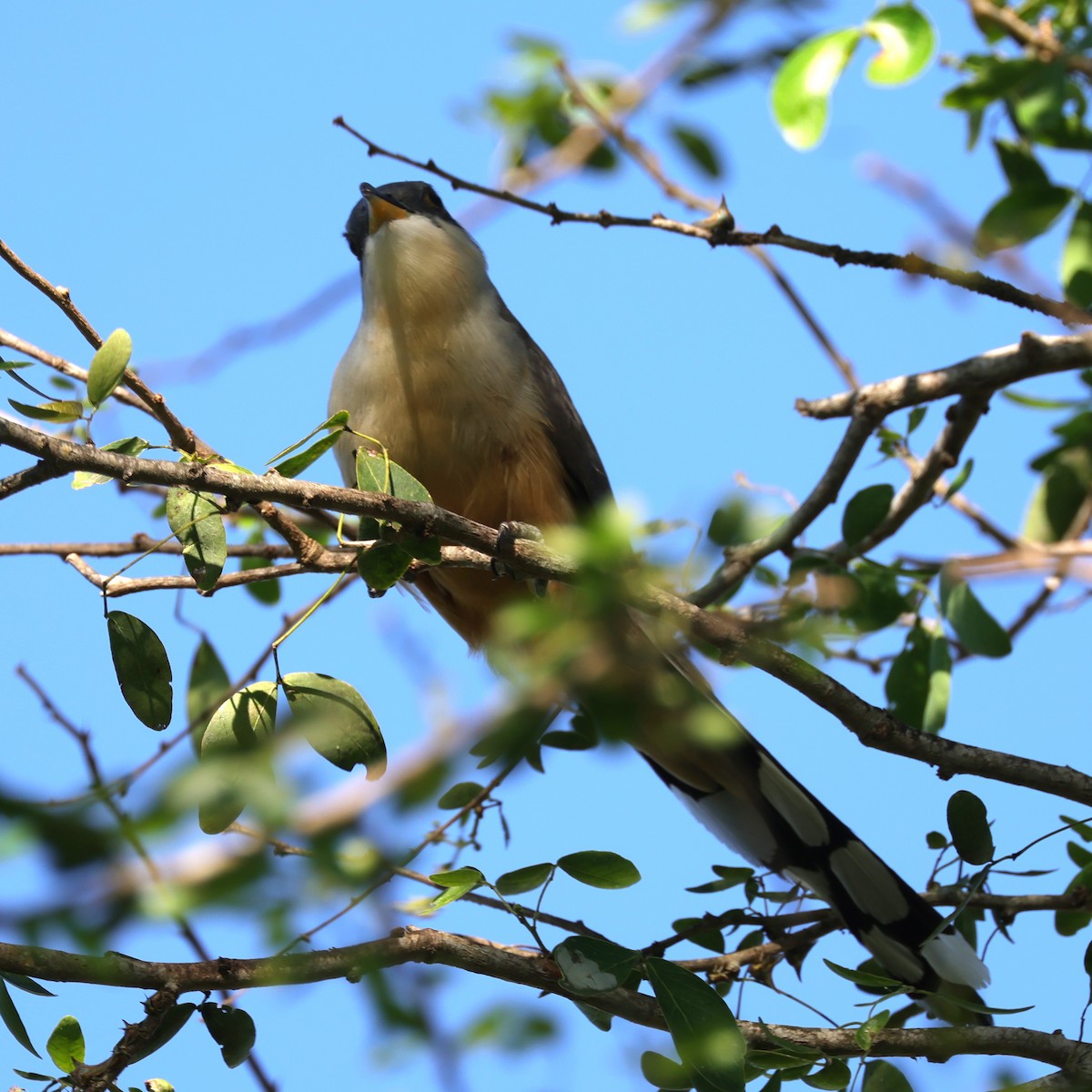 Mangrove Cuckoo - ML633964657