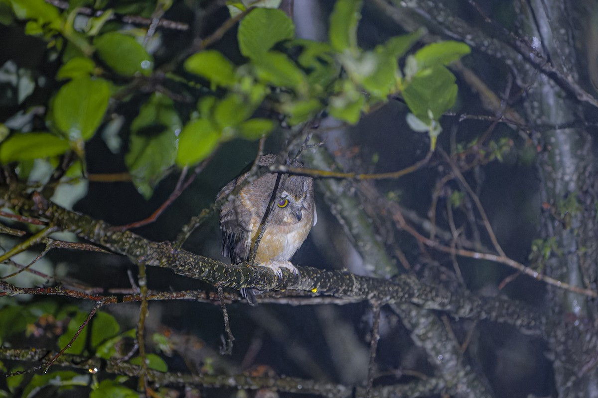 Unspotted Saw-whet Owl - ML633964723