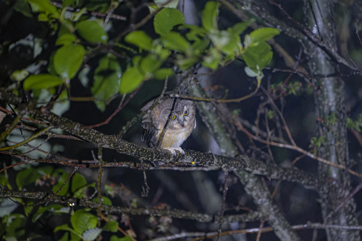 Unspotted Saw-whet Owl - ML633964724