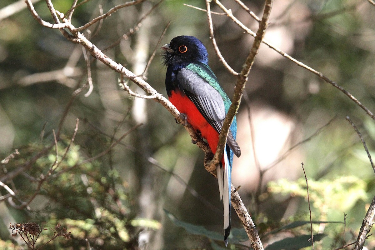 Surucua Trogon - ML633964725