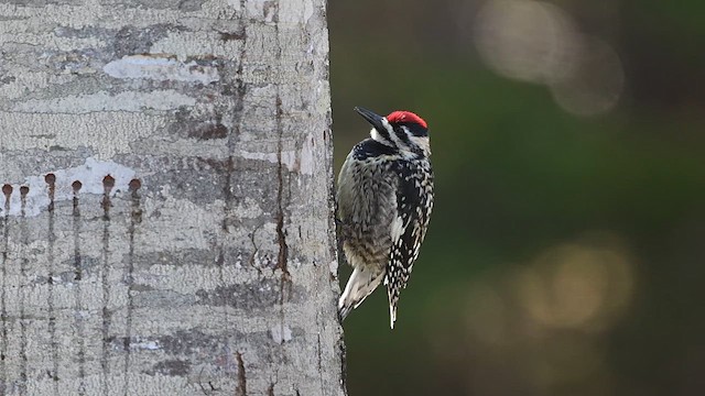 Yellow-bellied Sapsucker - ML633964744
