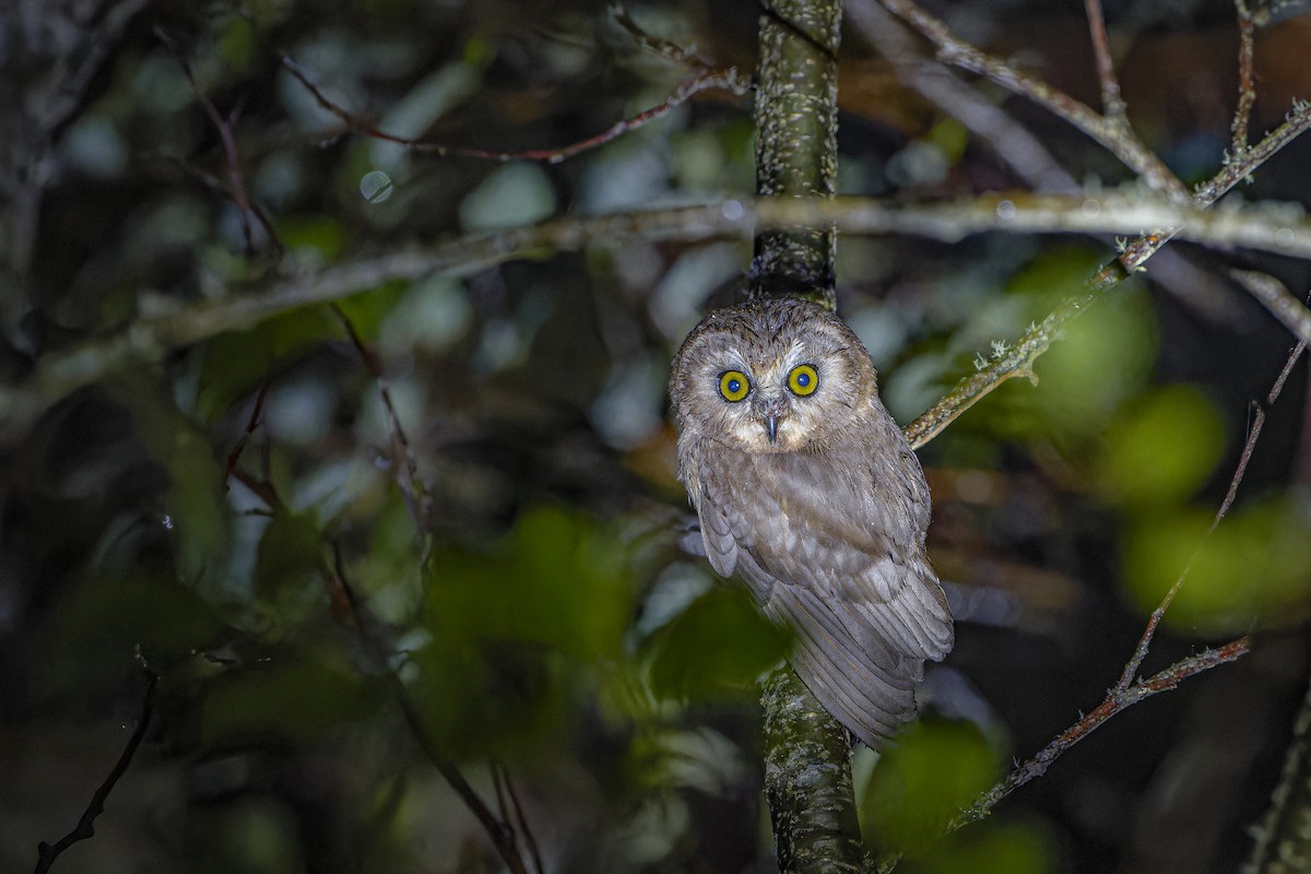 Unspotted Saw-whet Owl - ML633964754