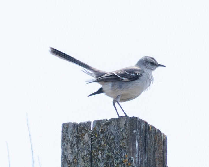 Northern Mockingbird - ML633964773