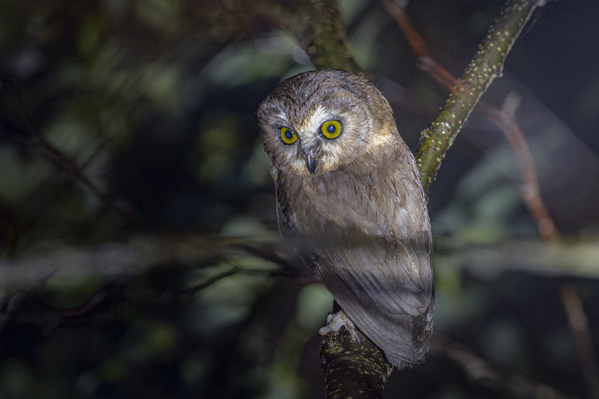 Unspotted Saw-whet Owl - ML633964789