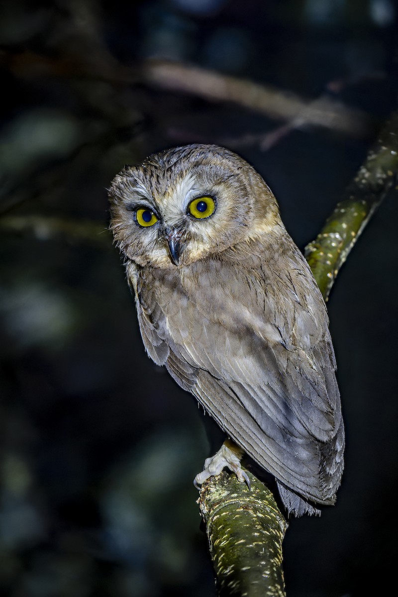 Unspotted Saw-whet Owl - ML633964795