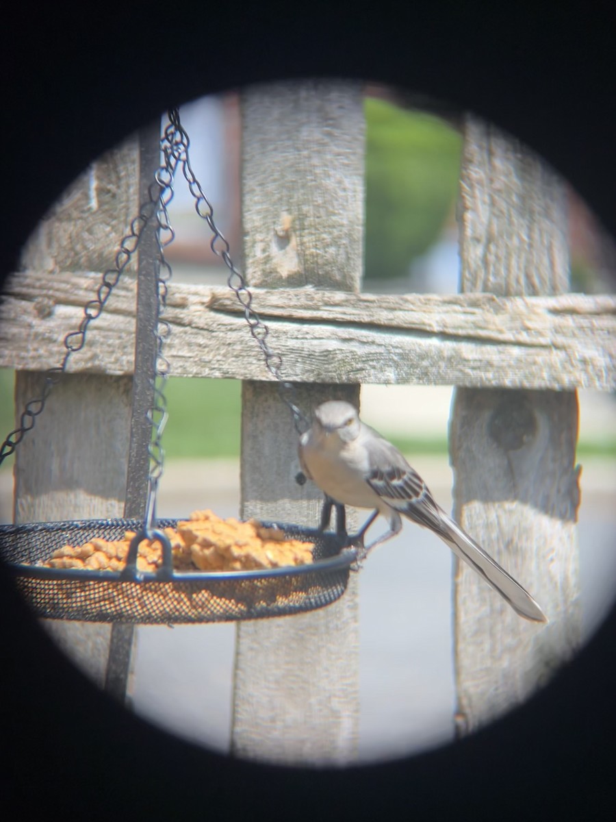 Northern Mockingbird - ML633964801