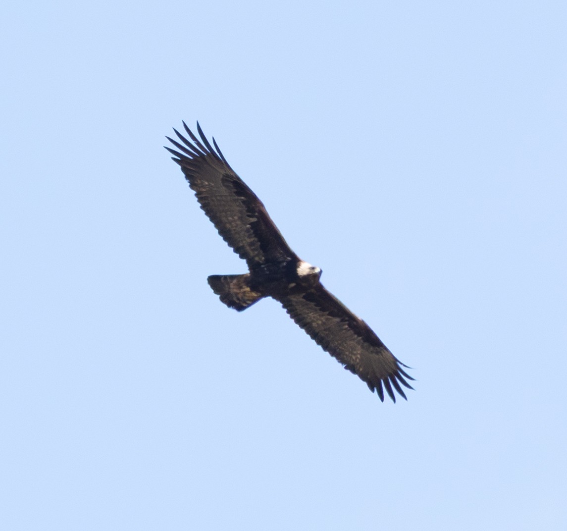 Golden Eagle - ML633964816