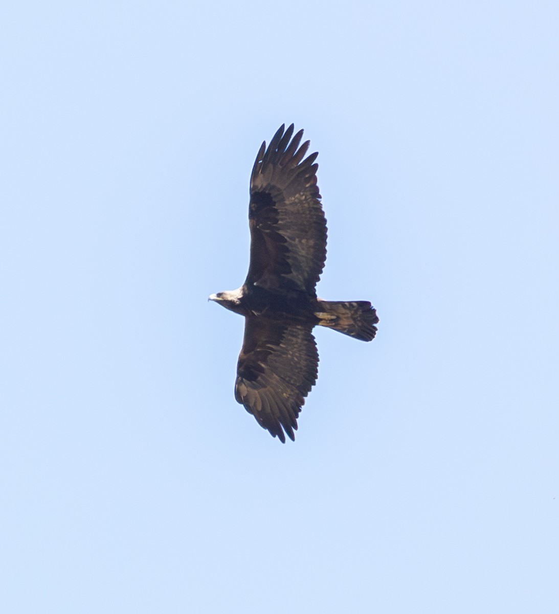 Golden Eagle - ML633964817