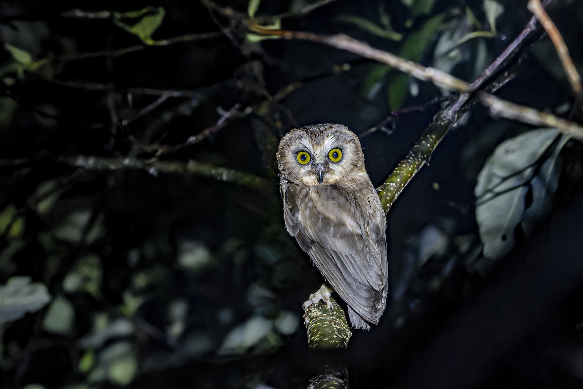 Unspotted Saw-whet Owl - ML633964834