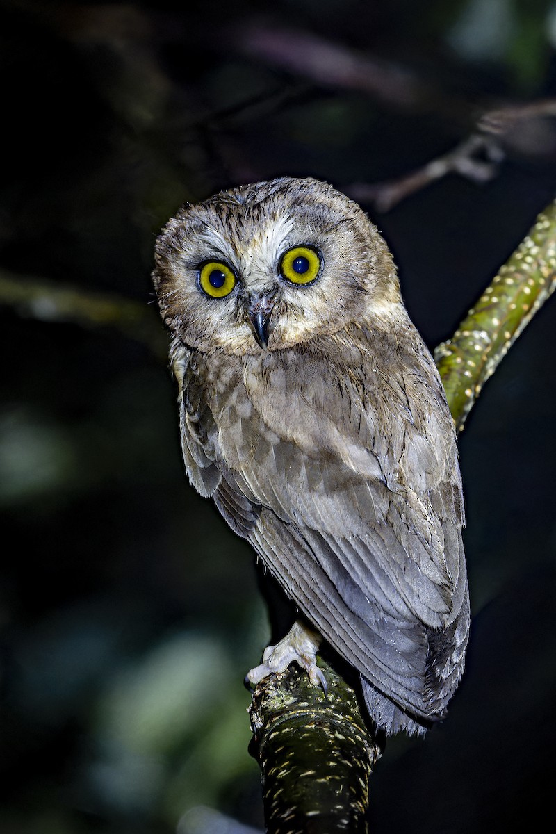 Unspotted Saw-whet Owl - ML633964835