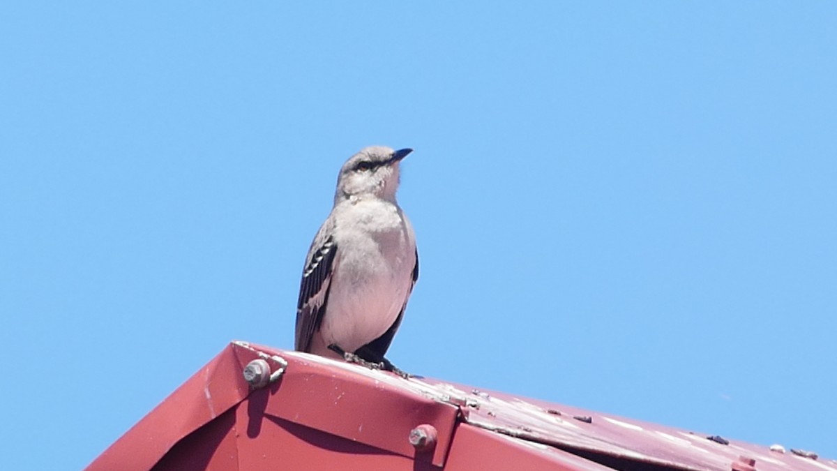 Northern Mockingbird - ML633964838