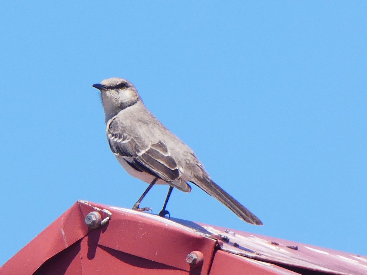Northern Mockingbird - ML633964839