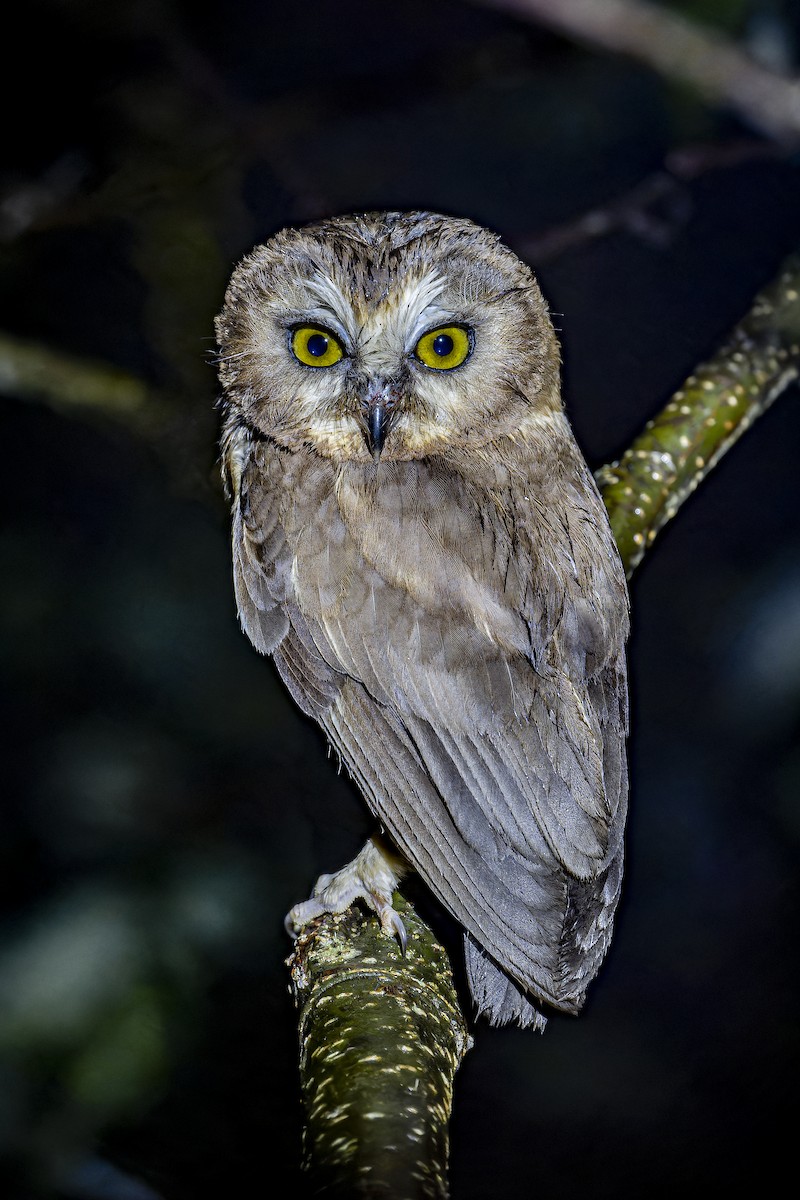 Unspotted Saw-whet Owl - ML633964858