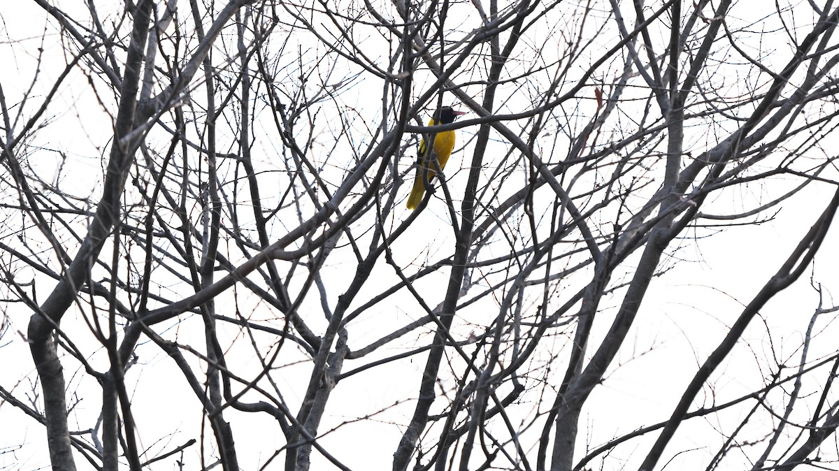 Black-hooded Oriole - ML633964915