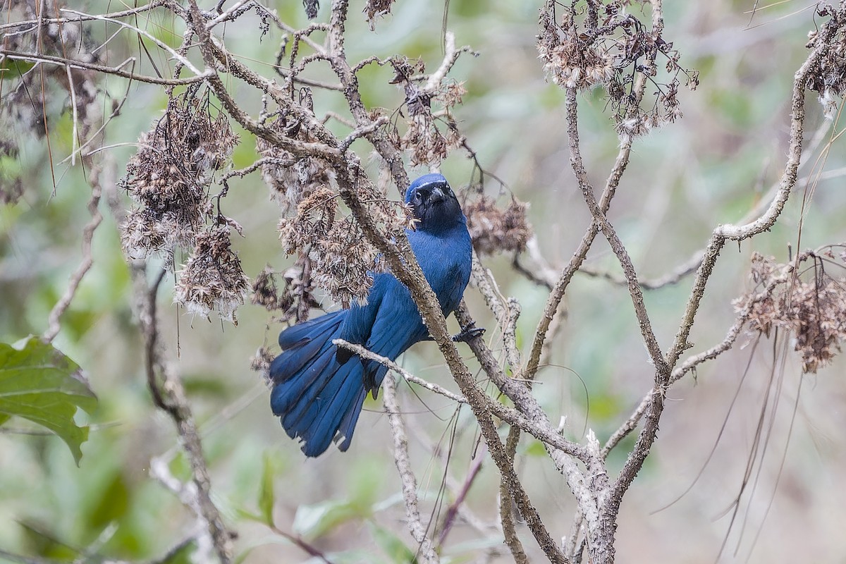 mayaskrike - ML633965052