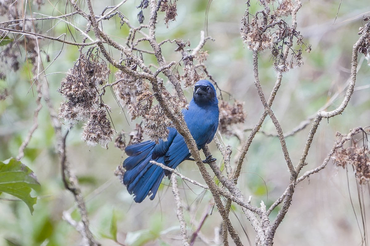 mayaskrike - ML633965053