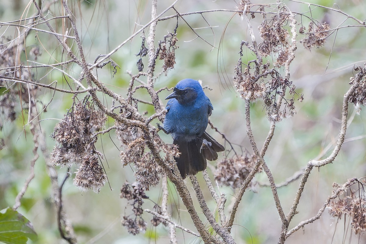 mayaskrike - ML633965054