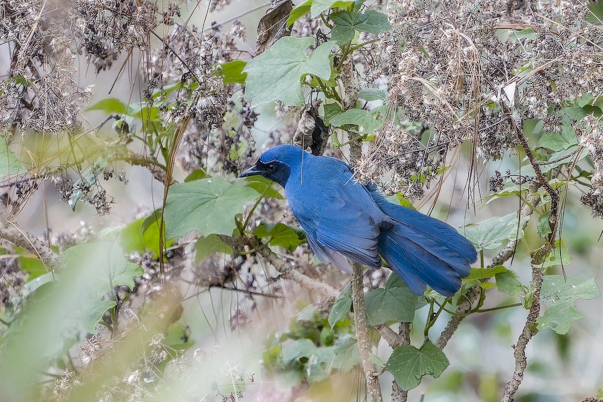 mayaskrike - ML633965057